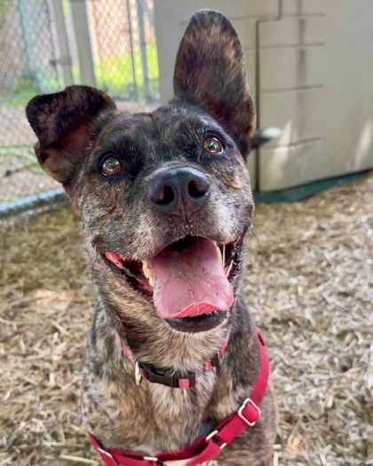 Gigi, an adoptable Catahoula Leopard Dog, Mixed Breed in Hastings, MN, 55033 | Photo Image 3