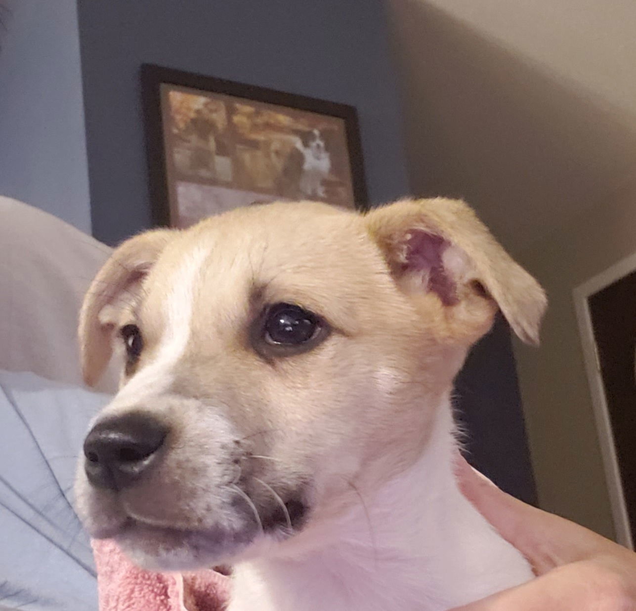 Nala 2