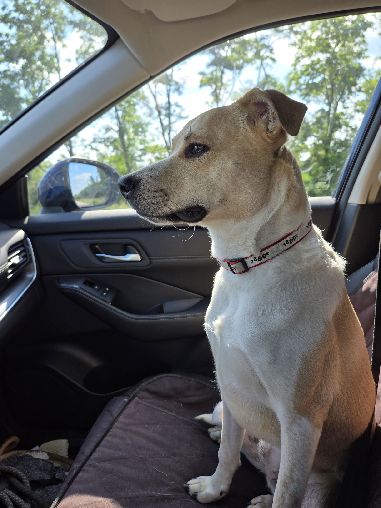Nala 2, an adoptable Terrier, Beagle in Montello, WI, 53949 | Photo Image 1