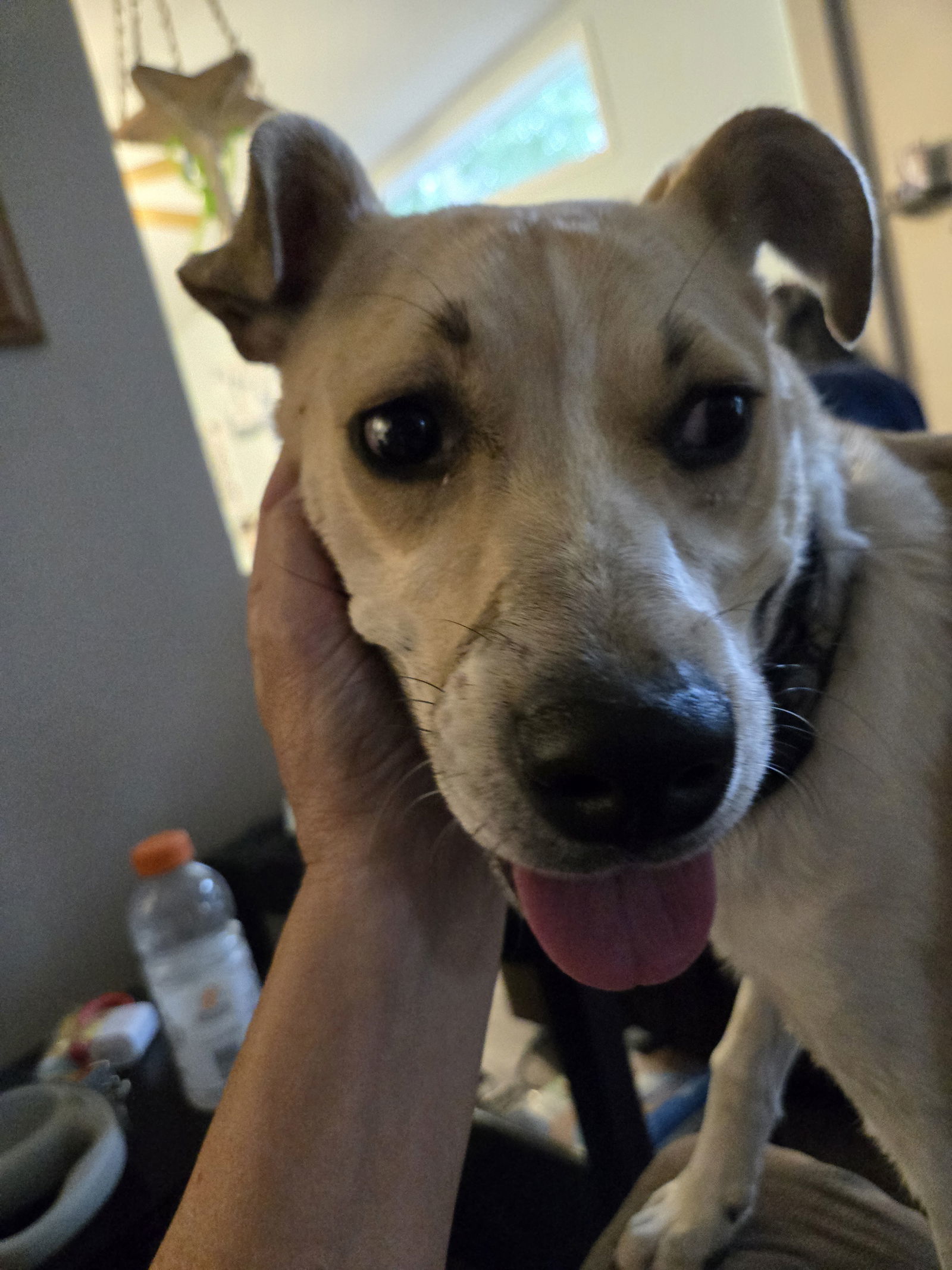 Nala 2