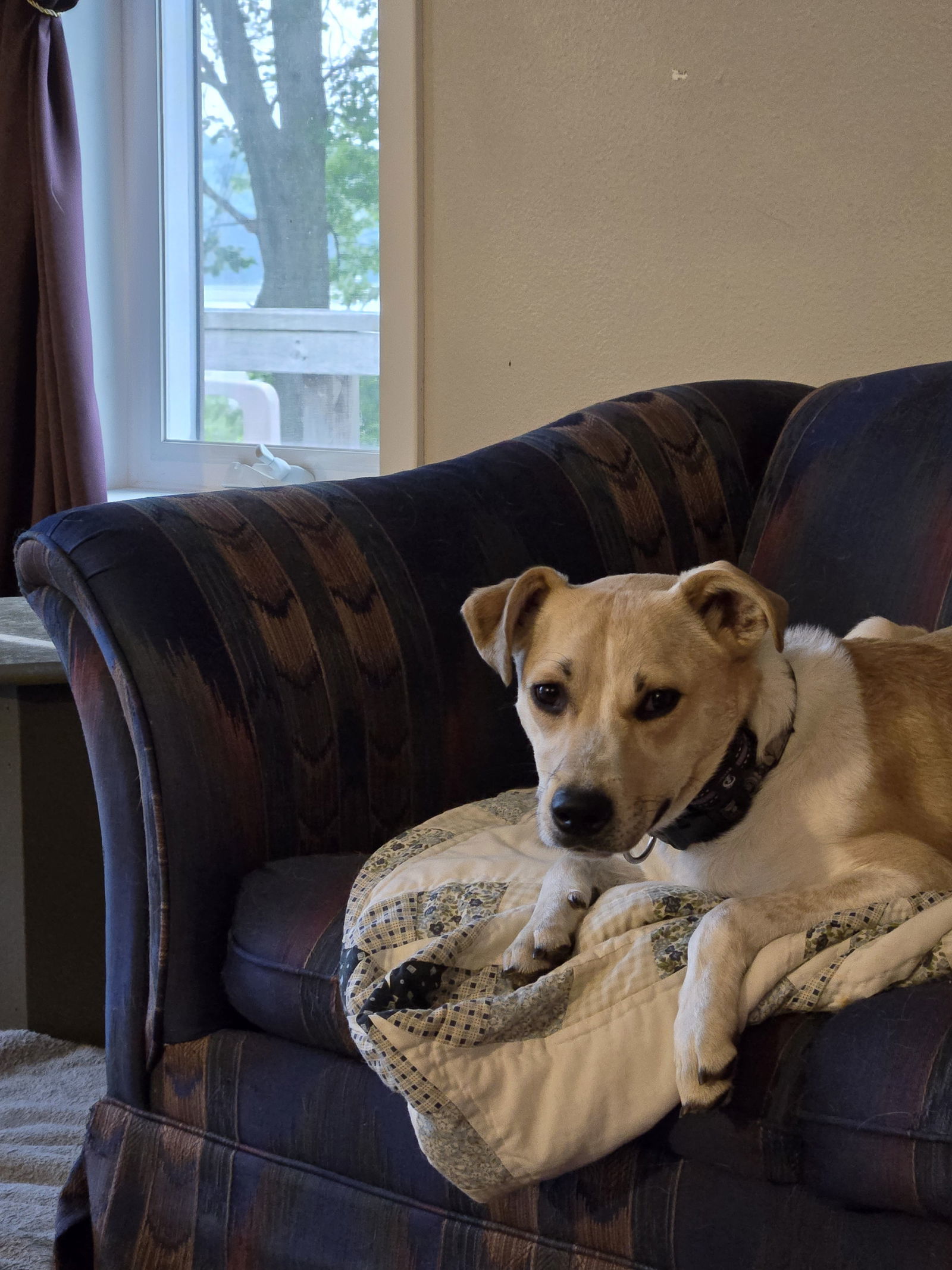 Nala 2, an adoptable Terrier, Beagle in Montello, WI, 53949 | Photo Image 3