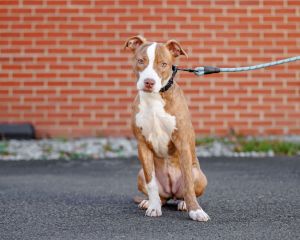 Daphne, Young Female Mixed Breed