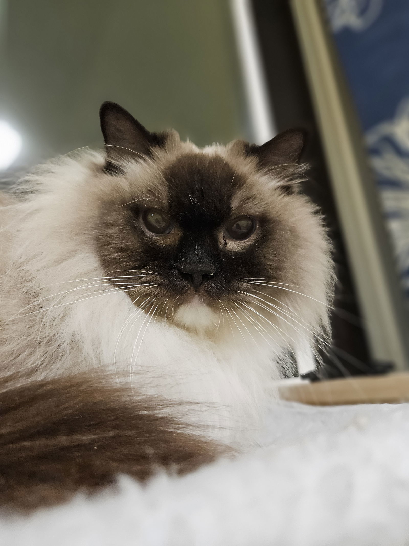 Maggie, an adoptable Ragdoll in Antioch, CA, 94531 | Photo Image 1