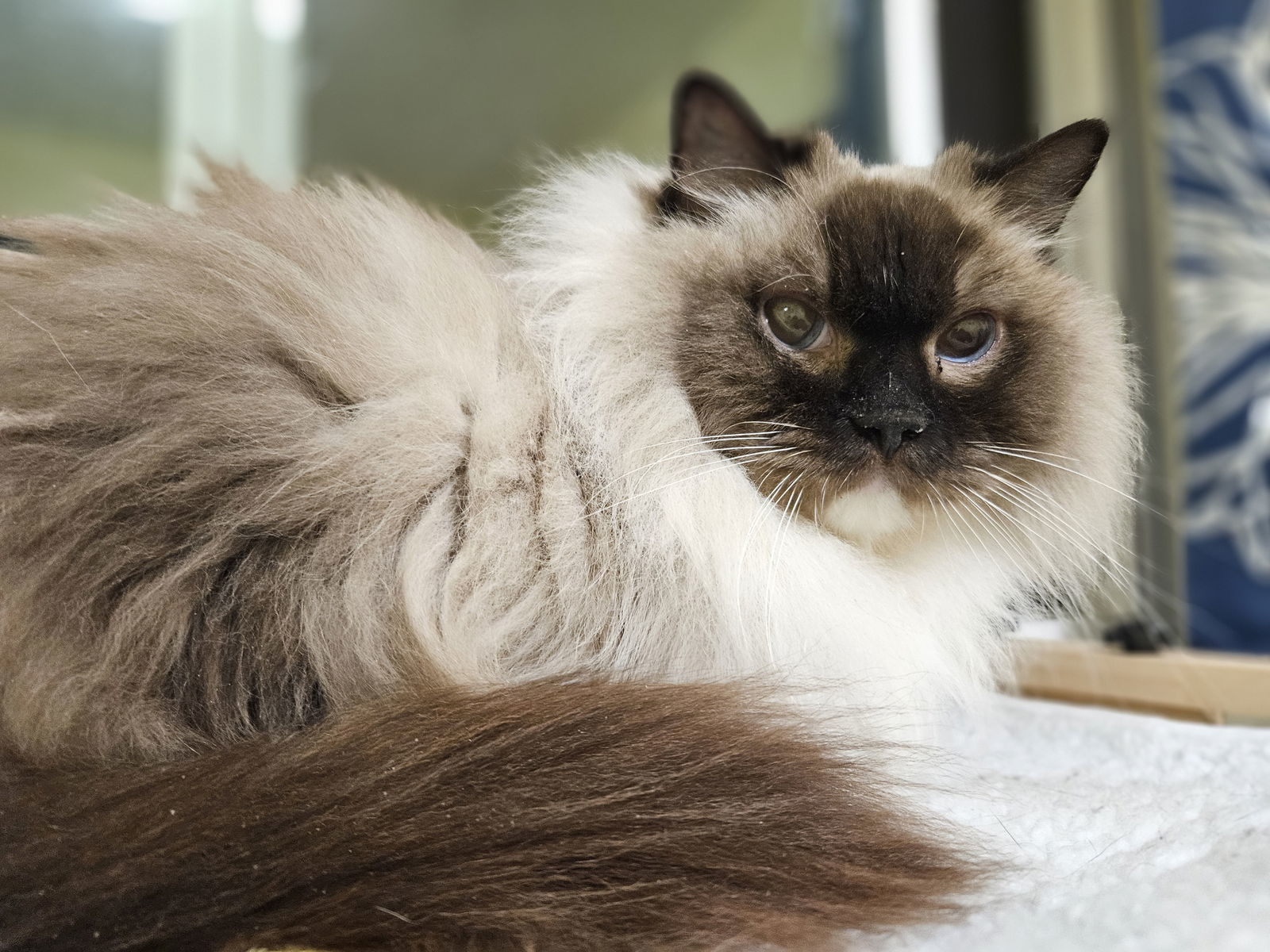 Maggie, an adoptable Ragdoll in Antioch, CA, 94531 | Photo Image 2