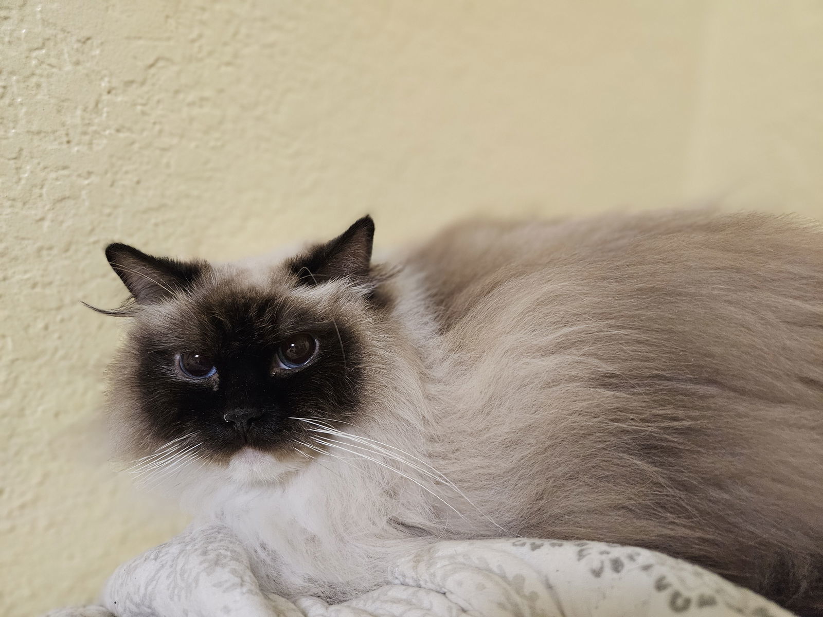 Maggie, an adoptable Ragdoll in Antioch, CA, 94531 | Photo Image 3