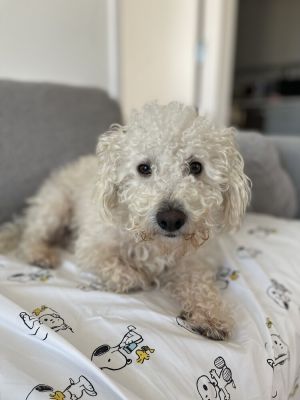 ANGEL - Poodle 15 years 18lbs Neutered Please email fostertoadoptsocialteesnycorg with the ani