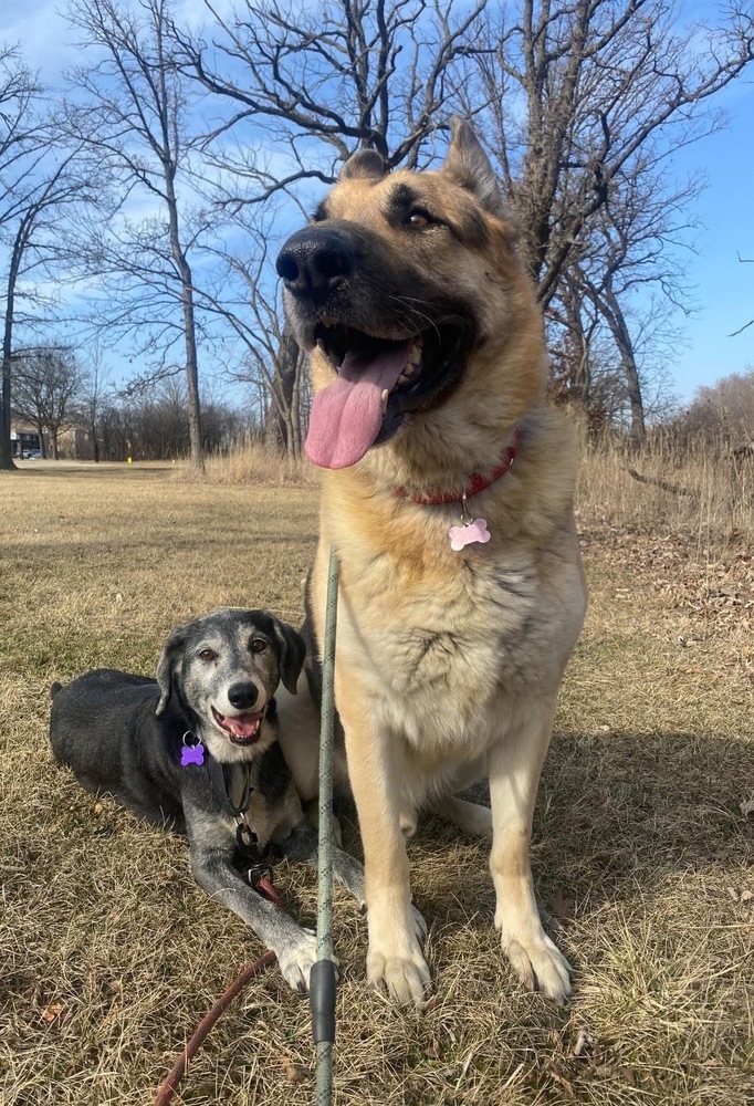 Rorri, an adoptable German Shepherd Dog in Suamico, WI, 54173 | Photo Image 1