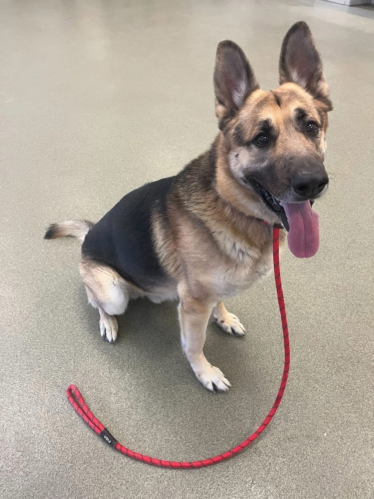 Rorri, an adoptable German Shepherd Dog in Suamico, WI, 54173 | Photo Image 2