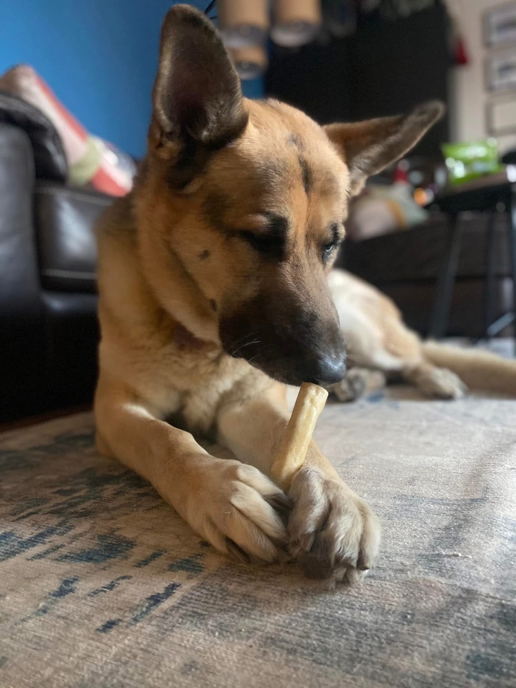 Rorri, an adoptable German Shepherd Dog in Suamico, WI, 54173 | Photo Image 3