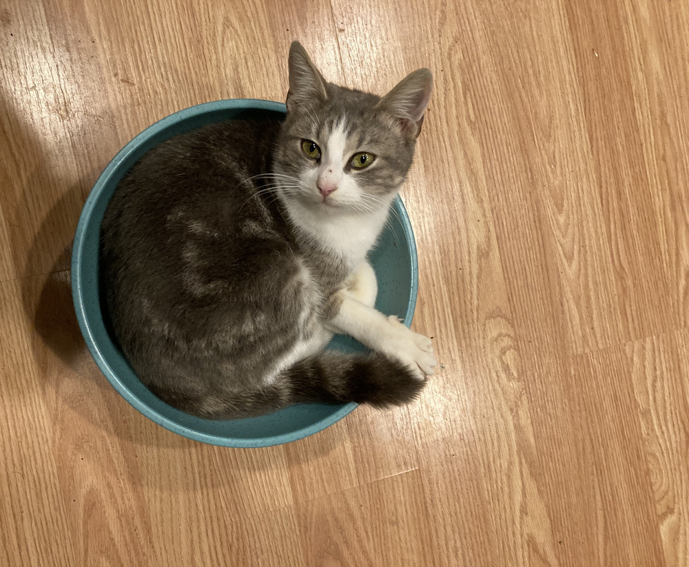 Horacio, an adoptable Domestic Short Hair in Bossier City, LA, 71111 | Photo Image 1