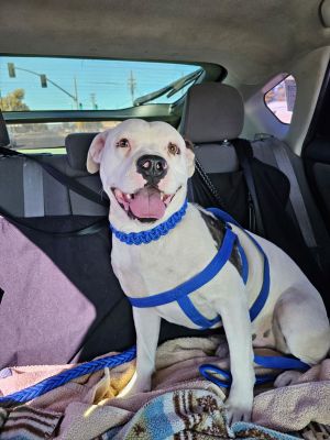 DREAMER, Young Male American Bulldog