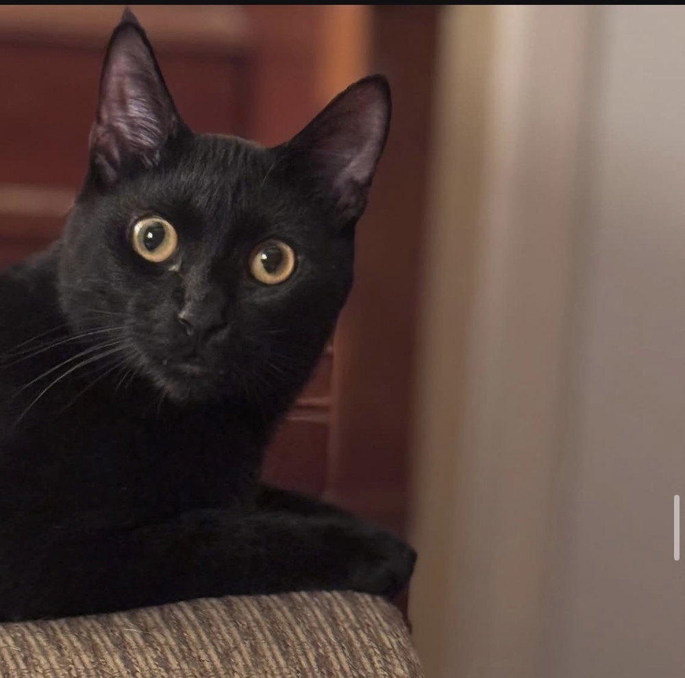 Velvet, an adoptable Bombay, Domestic Short Hair in Plumerville, AR, 72127 | Photo Image 2