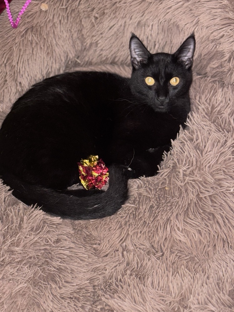 Velvet, an adoptable Bombay, Domestic Short Hair in Plumerville, AR, 72127 | Photo Image 3