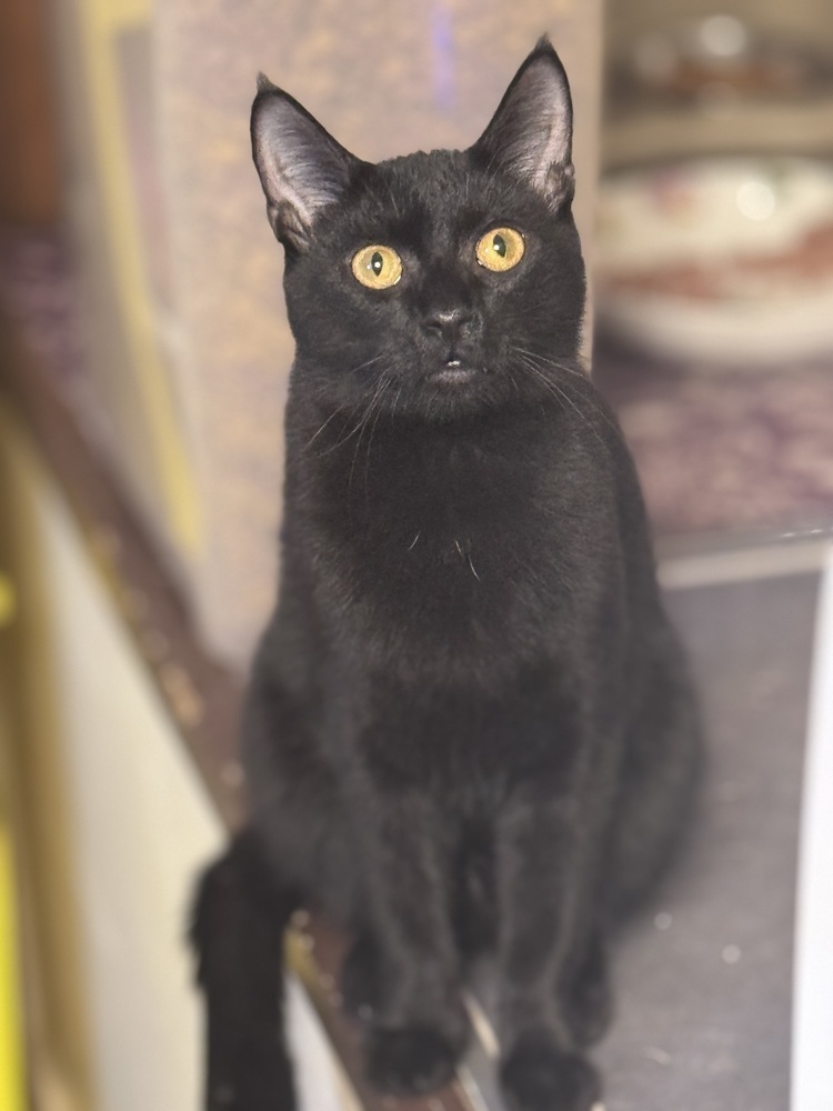 Velvet, an adoptable Bombay, Domestic Short Hair in Plumerville, AR, 72127 | Photo Image 4