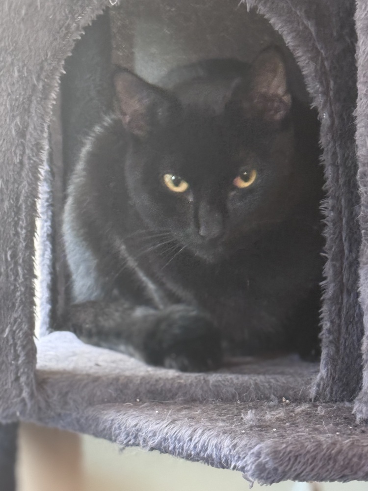 Velvet, an adoptable Bombay, Domestic Short Hair in Plumerville, AR, 72127 | Photo Image 6