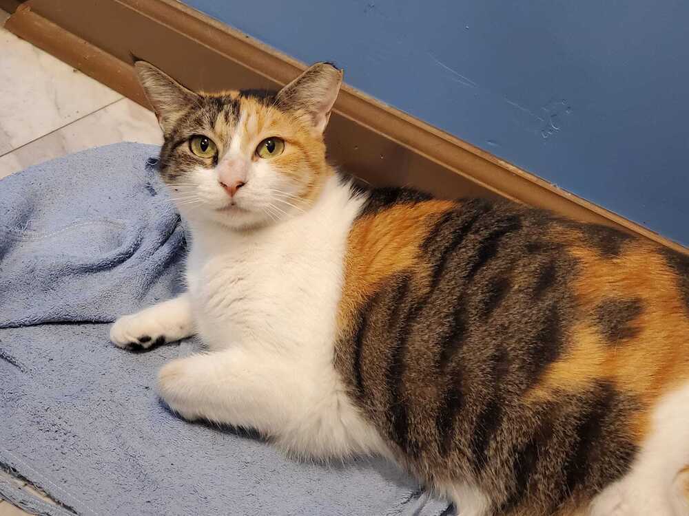Carli, an adoptable Domestic Short Hair, Calico in Scott, LA, 70583 | Photo Image 1