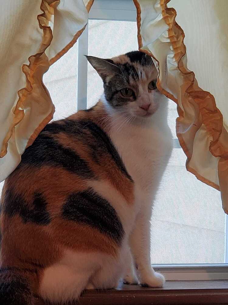 Carli, an adoptable Domestic Short Hair, Calico in Scott, LA, 70583 | Photo Image 2