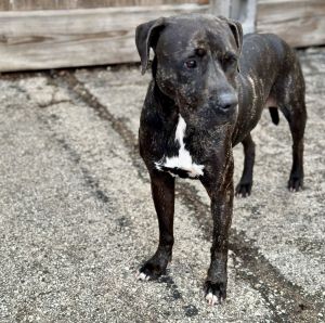 Introducing Claire fka St Clair Claire is a BEAUTIFUL brindle labbie mix Sweet Claire was resc