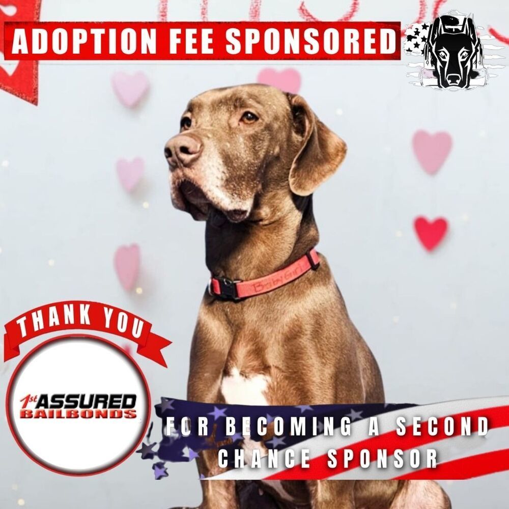 Baby Girl, an adoptable Great Dane in Muskegon, MI, 49442 | Photo Image 1