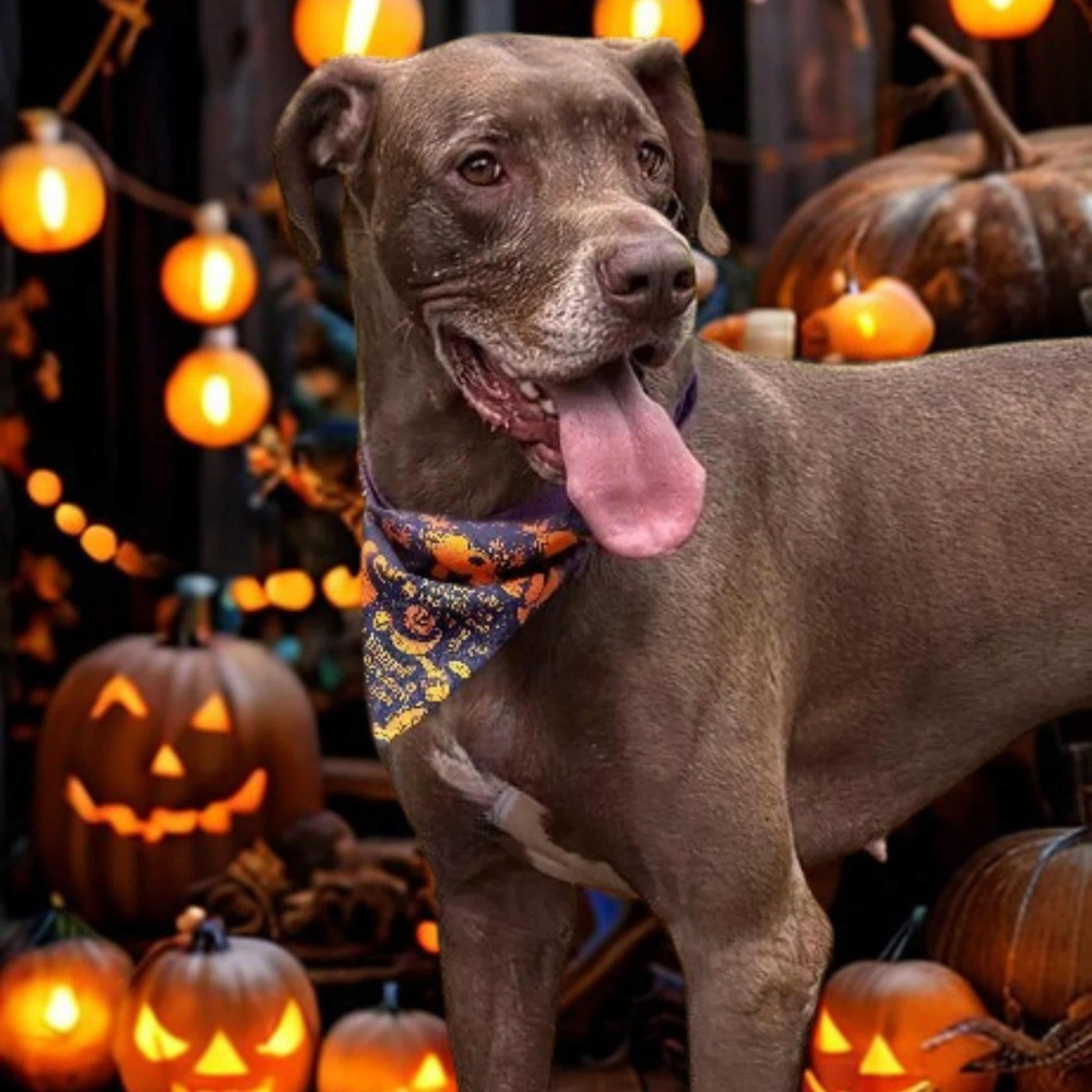 Baby Girl, an adoptable Great Dane in Muskegon, MI, 49442 | Photo Image 2