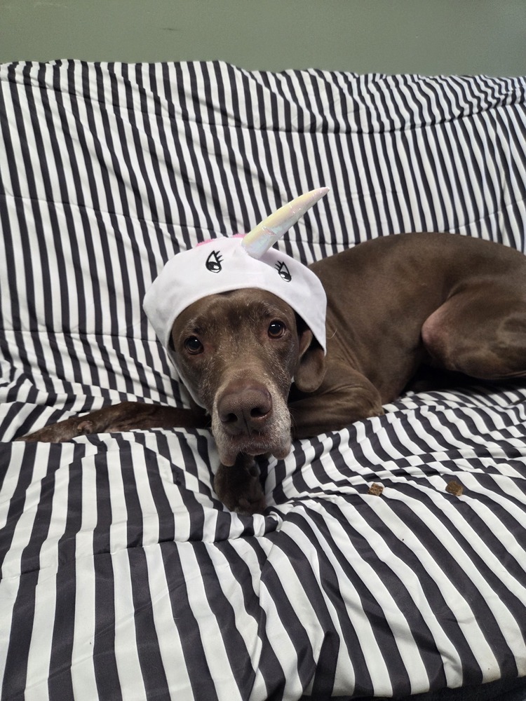 Baby Girl (Adoption Fee SPONSORED!)