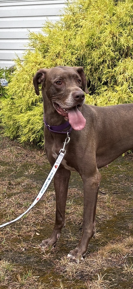 Baby Girl, an adoptable Great Dane in Muskegon, MI, 49442 | Photo Image 3