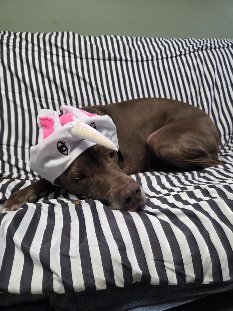 Baby Girl (Adoption Fee SPONSORED!)