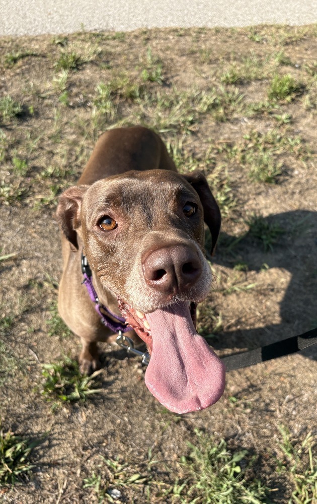 Baby Girl, an adoptable Great Dane in Muskegon, MI, 49442 | Photo Image 4