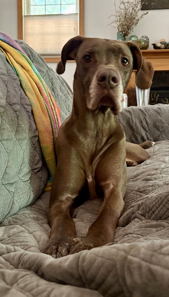 Baby Girl, an adoptable Great Dane in Muskegon, MI, 49442 | Photo Image 5