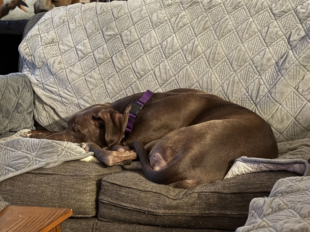 Baby Girl, an adoptable Great Dane in Muskegon, MI, 49442 | Photo Image 6
