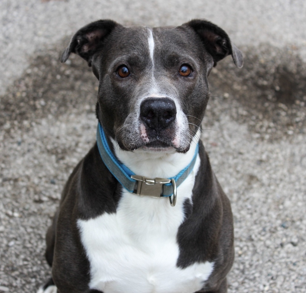 Fig (ADOPTION FEE REDUCED!)