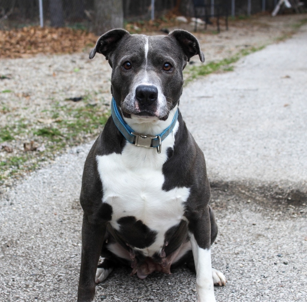 Fig (ADOPTION FEE REDUCED!)