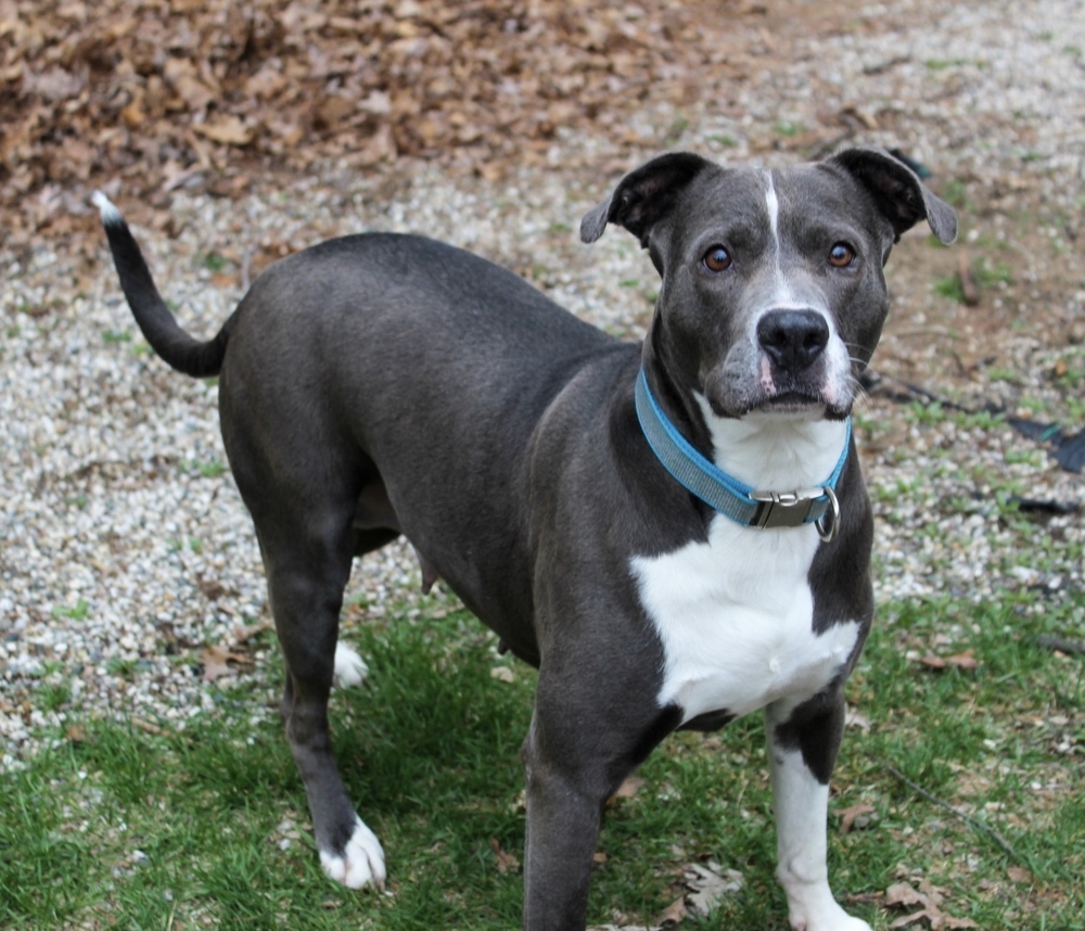 Fig (ADOPTION FEE REDUCED!)