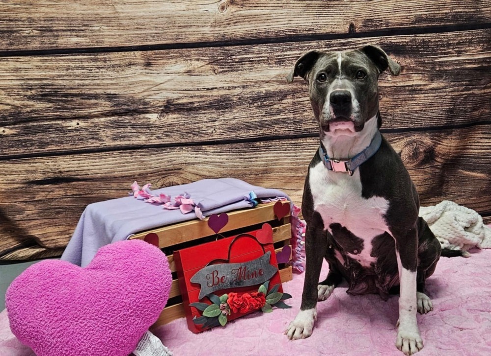 Fig (ADOPTION FEE REDUCED!)