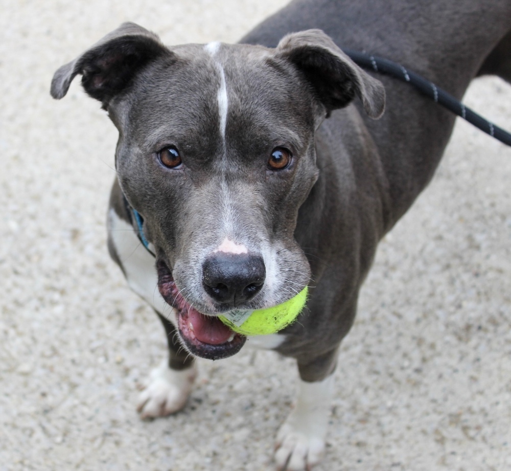 Fig (ADOPTION FEE REDUCED!)