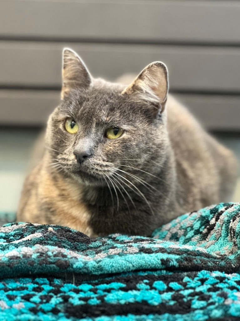 Smokey, an adoptable Domestic Short Hair in Cumberland, ME, 04021 | Photo Image 1