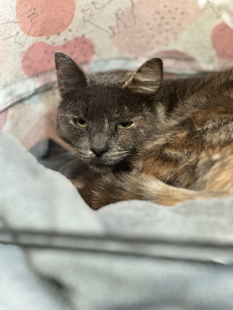 Smokey, an adoptable Domestic Short Hair in Cumberland, ME, 04021 | Photo Image 2