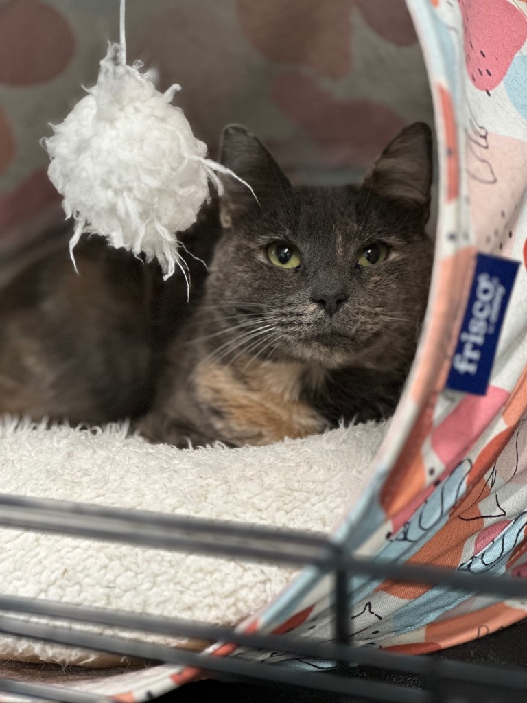 Smokey, an adoptable Domestic Short Hair in Cumberland, ME, 04021 | Photo Image 3