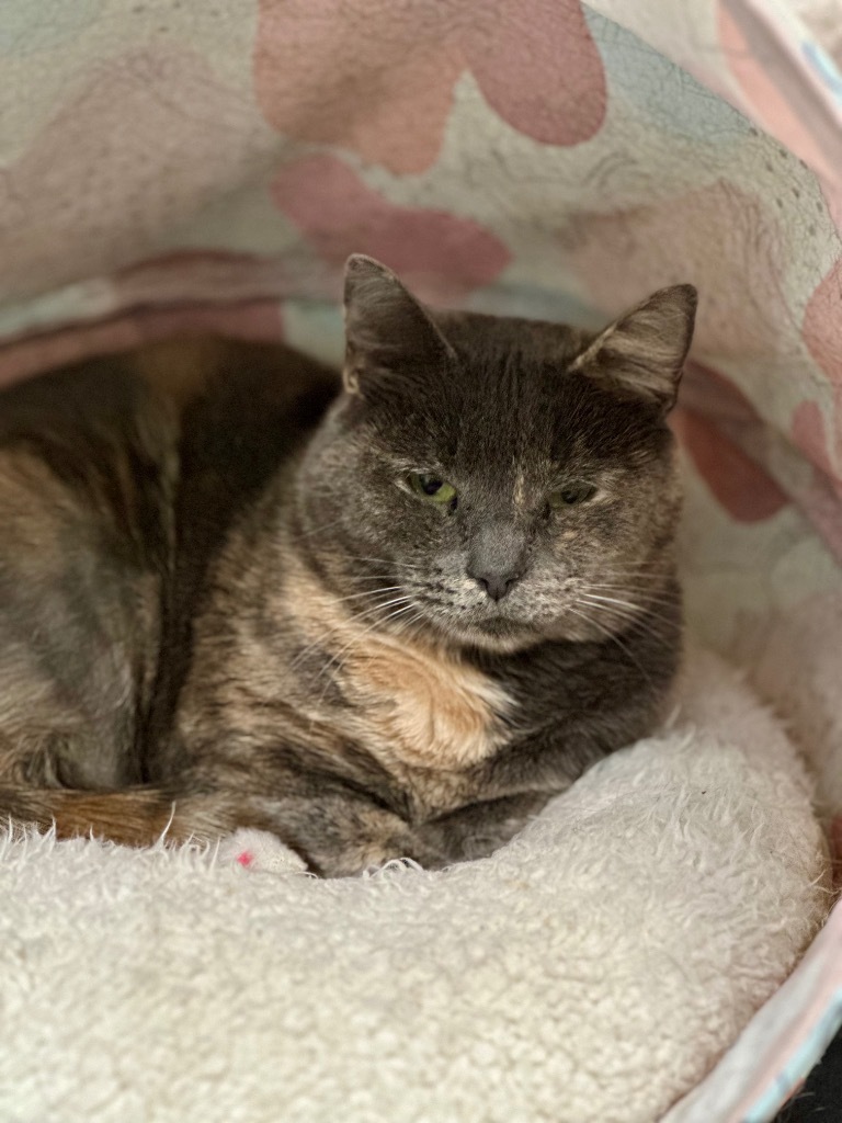 Smokey, an adoptable Domestic Short Hair in Cumberland, ME, 04021 | Photo Image 4