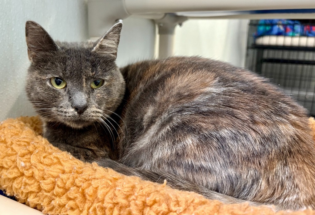 Smokey, an adoptable Domestic Short Hair in Cumberland, ME, 04021 | Photo Image 5
