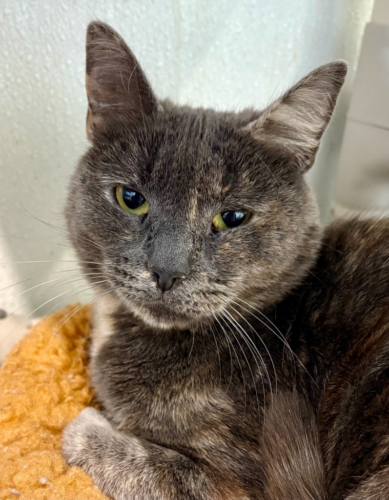 Smokey, an adoptable Domestic Short Hair in Cumberland, ME, 04021 | Photo Image 6