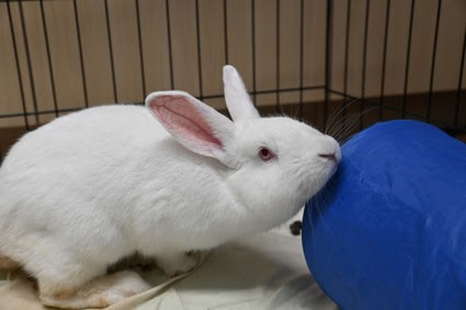 Buster Bunny