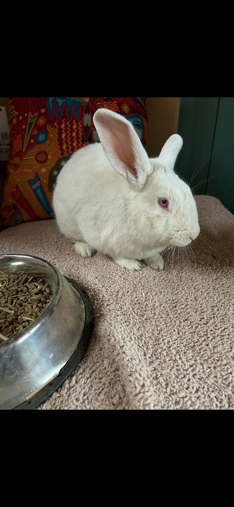 Buster Bunny