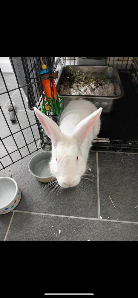 Buster Bunny