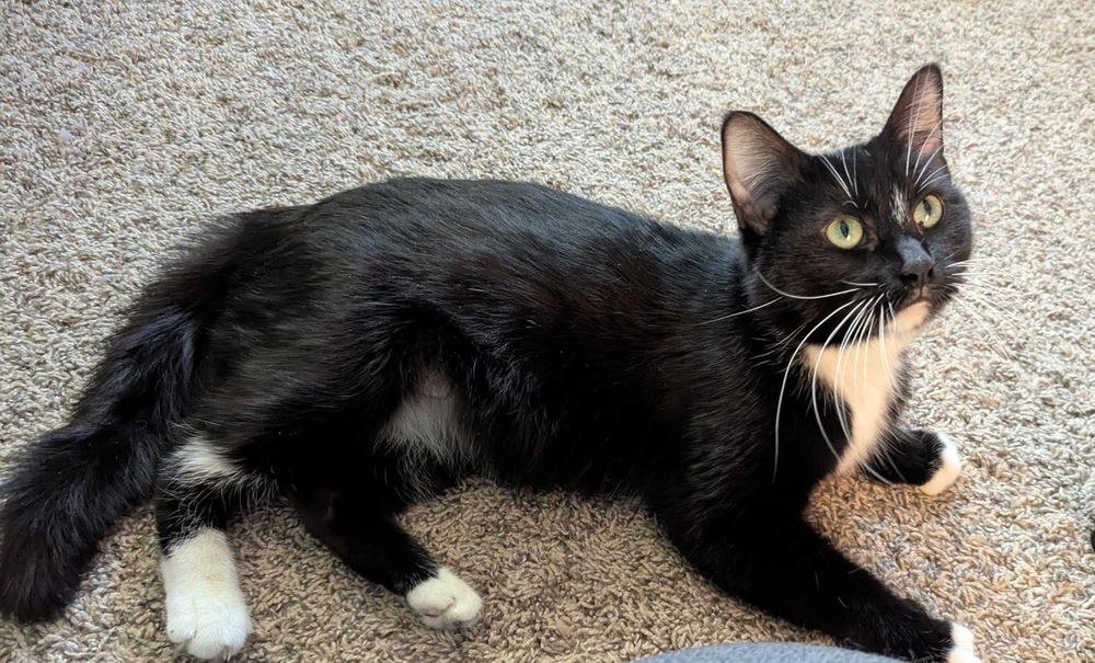 Sammy