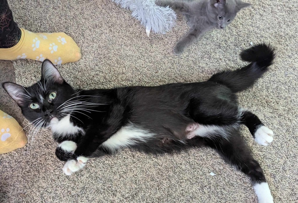 Sammy