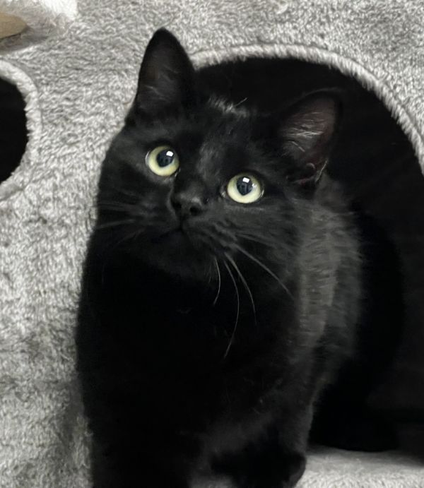 Pet Photo