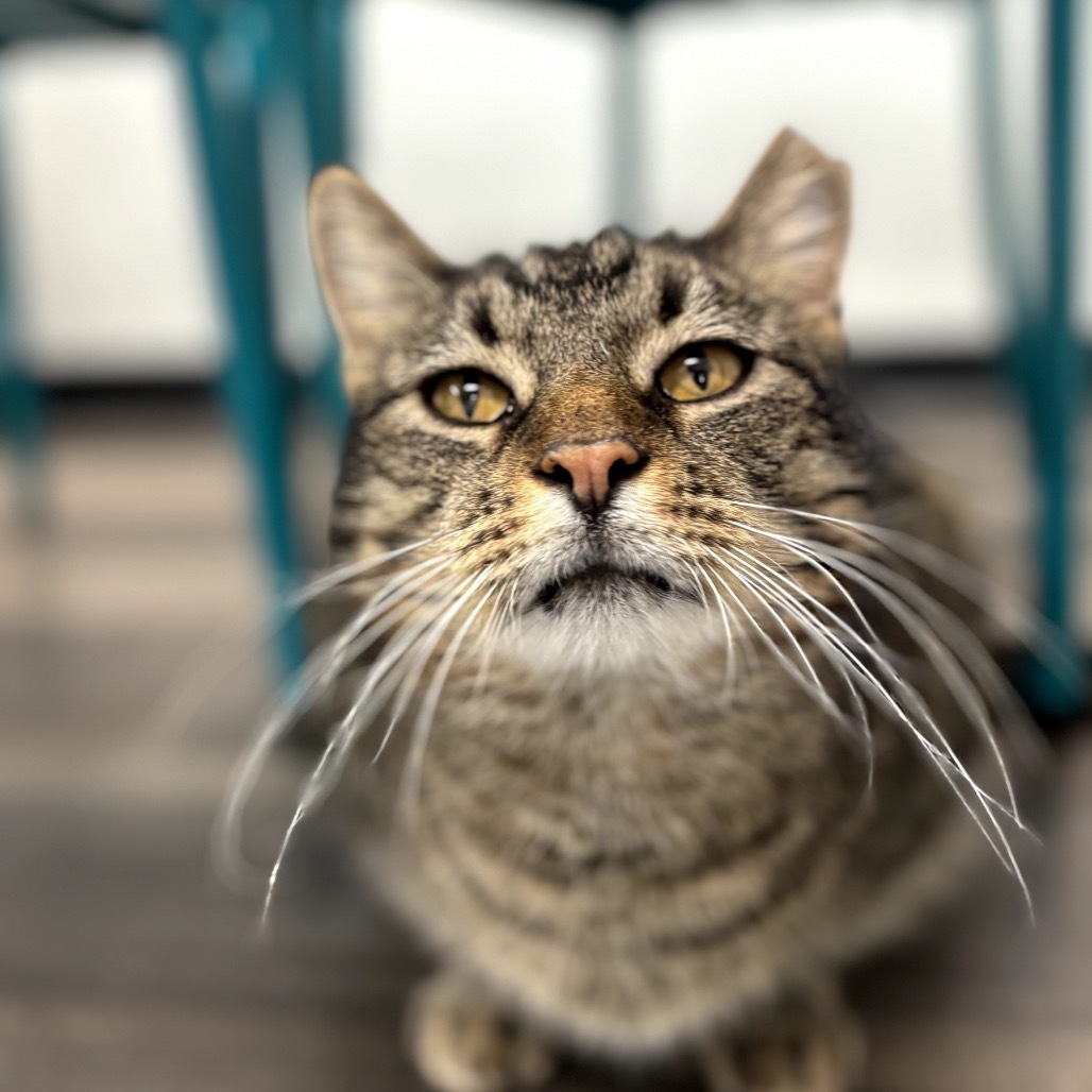 Walter, an adoptable Domestic Short Hair in Garfield, AR, 72732 | Photo Image 1