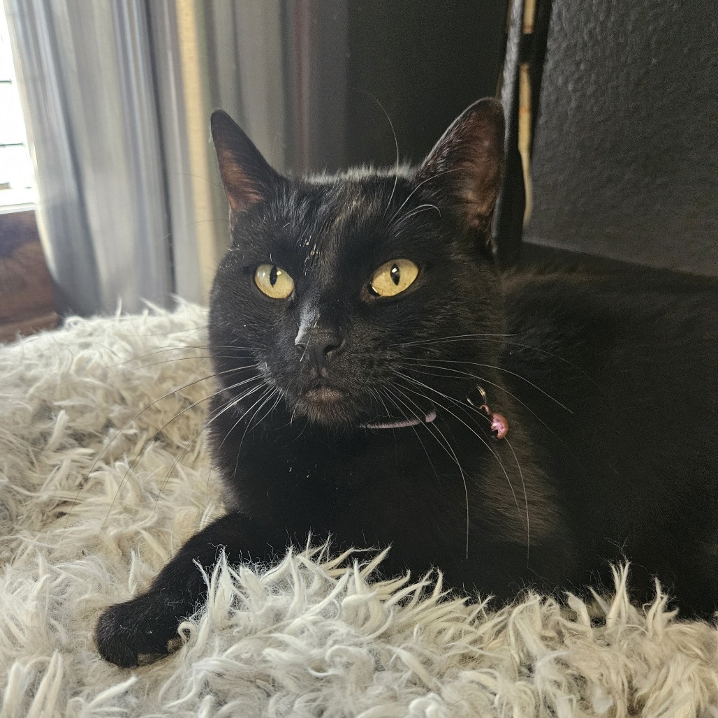 Pepper, an adoptable Domestic Short Hair in Las Vegas, NV, 89146 | Photo Image 1