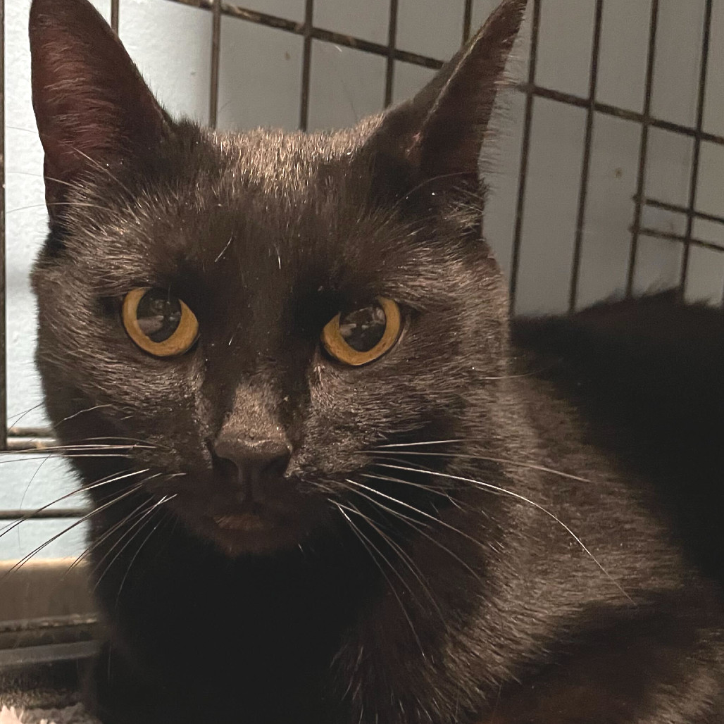 Pepper, an adoptable Domestic Short Hair in Las Vegas, NV, 89146 | Photo Image 2